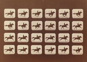 خيل. ادارة. Phyrne L. رقم 40 ، 1879. بواسطة ايدويرد مويبريدج