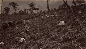 إنشاء مزرعة البن في أنتيغوا دي غواتيمالا ، 1875 ، تم نشره عام 1877. بواسطة ايدويرد مويبريدج