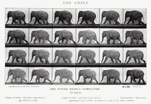Eadweard Muybridge: The Amble (b/w photo) بواسطة ايدويرد مويبريدج