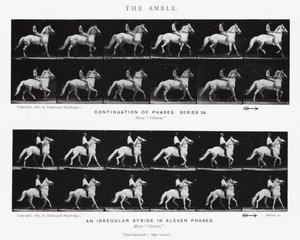Eadweard Muybridge: The Amble (صورة بالأبيض والأسود) بواسطة ايدويرد مويبريدج