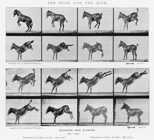 Eadweard Muybridge: The Buck and the Kick (b/w photo)