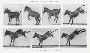 Eadweard Muybridge: The Buck and the Kick (صورة b / w) بواسطة ايدويرد مويبريدج