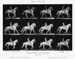 Eadweard Muybridge: The Canter (صورة b / w) بواسطة ايدويرد مويبريدج
