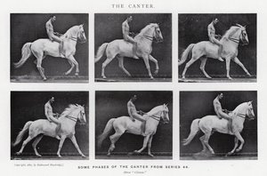 Eadweard Muybridge: The Canter (صورة b / w) بواسطة ايدويرد مويبريدج