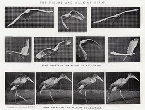 Eadweard Muybridge: The Flight and Walk of Birds (صورة b / w)