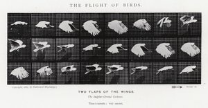 Eadweard Muybridge: The Flight of Birds (صورة b / w) بواسطة ايدويرد مويبريدج