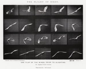 Eadweard Muybridge: The Flight of Birds (صورة b / w) بواسطة ايدويرد مويبريدج