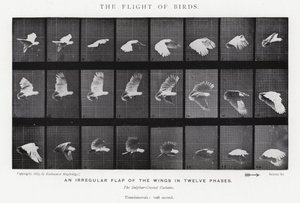 Eadweard Muybridge: The Flight of Birds (صورة b / w) بواسطة ايدويرد مويبريدج
