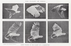 Eadweard Muybridge: The Flight of Birds (صورة b / w)