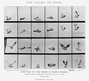 Eadweard Muybridge: The Flight of Birds (صورة b / w) بواسطة ايدويرد مويبريدج