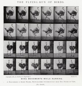 Eadweard Muybridge: The Flying-Run of Birds (صورة b / w) بواسطة ايدويرد مويبريدج