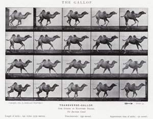 Eadweard Muybridge: The Gallop (b/w photo) بواسطة ايدويرد مويبريدج