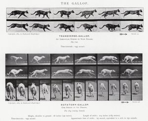 Eadweard Muybridge: غالوب (b / w photo) بواسطة ايدويرد مويبريدج