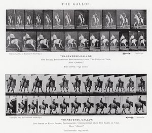 Eadweard Muybridge: غالوب (b / w photo) بواسطة ايدويرد مويبريدج
