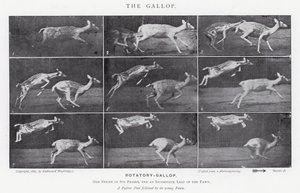 Eadweard Muybridge: غالوب (b / w photo) بواسطة ايدويرد مويبريدج