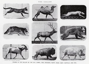 Eadweard Muybridge: غالوب (b / w photo) بواسطة ايدويرد مويبريدج