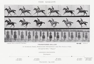 Eadweard Muybridge: غالوب (b / w photo) بواسطة ايدويرد مويبريدج