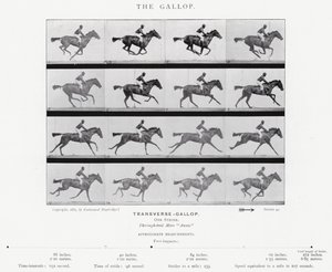 Eadweard Muybridge: غالوب (b / w photo) بواسطة ايدويرد مويبريدج
