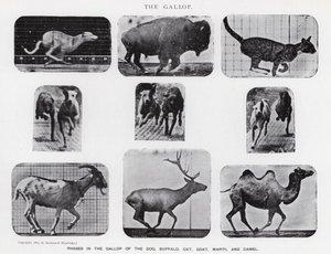 Eadweard Muybridge: غالوب (b / w photo) بواسطة ايدويرد مويبريدج