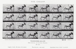 Eadweard Muybridge: غالوب (b / w photo) بواسطة ايدويرد مويبريدج