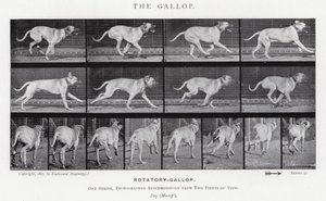 Eadweard Muybridge: غالوب (b / w photo) بواسطة ايدويرد مويبريدج