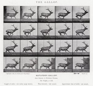 Eadweard Muybridge: غالوب (b / w photo) بواسطة ايدويرد مويبريدج