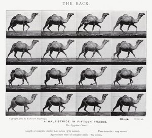 Eadweard Muybridge: The Rack (صورة b / w) بواسطة ايدويرد مويبريدج