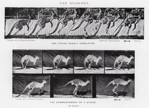 Eadweard Muybridge: The Ricochet (b/w photo) بواسطة ايدويرد مويبريدج