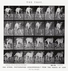 Eadweard Muybridge: The Trot (b/w photo) بواسطة ايدويرد مويبريدج