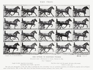Eadweard Muybridge: The Trot (صورة b / w) بواسطة ايدويرد مويبريدج