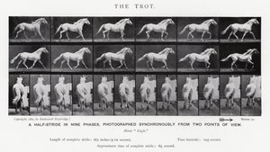 Eadweard Muybridge: The Trot (صورة b / w) بواسطة ايدويرد مويبريدج