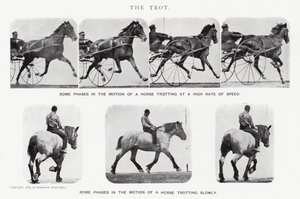 Eadweard Muybridge: The Trot (صورة b / w) بواسطة ايدويرد مويبريدج