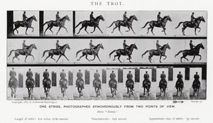 Eadweard Muybridge: The Trot (صورة b / w) بواسطة ايدويرد مويبريدج