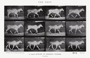 Eadweard Muybridge: The Trot (صورة b / w) بواسطة ايدويرد مويبريدج