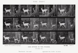 Eadweard Muybridge: The Trot (صورة b / w) بواسطة ايدويرد مويبريدج
