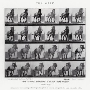 Eadweard Muybridge: The Walk (b/w photo) بواسطة ايدويرد مويبريدج