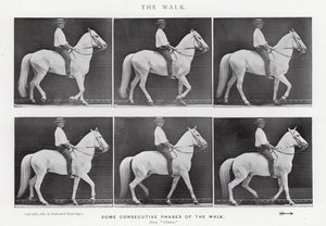 Eadweard Muybridge: The Walk (b/w photo) بواسطة ايدويرد مويبريدج