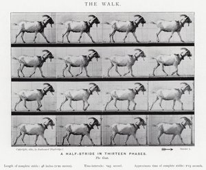 Eadweard Muybridge: The Walk (b/w photo) بواسطة ايدويرد مويبريدج