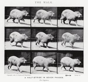 Eadweard Muybridge: The Walk (b/w photo) بواسطة ايدويرد مويبريدج