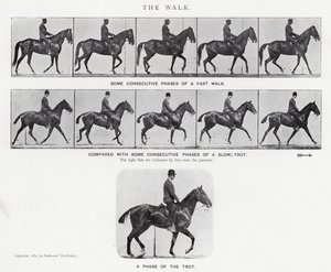 Eadweard Muybridge: The Walk (b/w photo) بواسطة ايدويرد مويبريدج