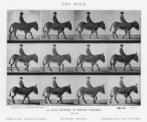 Eadweard Muybridge: The Walk (صورة b / w) بواسطة ايدويرد مويبريدج