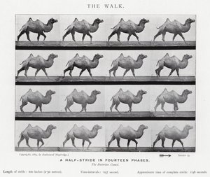Eadweard Muybridge: The Walk (صورة b / w) بواسطة ايدويرد مويبريدج