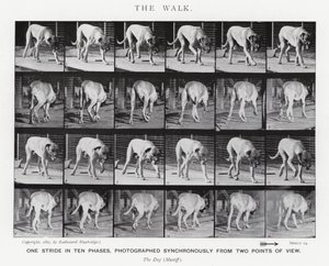 Eadweard Muybridge: The Walk (صورة b / w) بواسطة ايدويرد مويبريدج