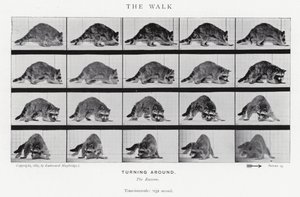 Eadweard Muybridge: The Walk (صورة b / w) بواسطة ايدويرد مويبريدج