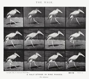 Eadweard Muybridge: The Walk (صورة b / w) بواسطة ايدويرد مويبريدج