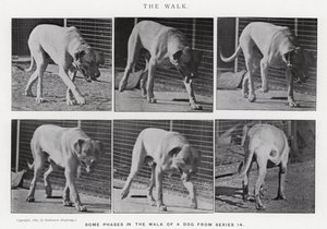 Eadweard Muybridge: The Walk (صورة b / w) بواسطة ايدويرد مويبريدج