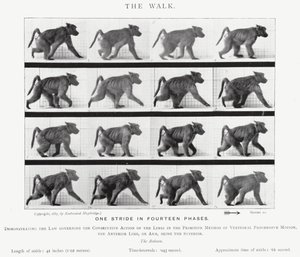 Eadweard Muybridge: The Walk (صورة b / w) بواسطة ايدويرد مويبريدج