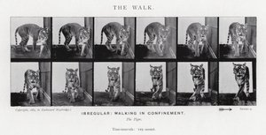 Eadweard Muybridge: The Walk (صورة b / w) بواسطة ايدويرد مويبريدج