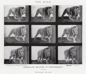 Eadweard Muybridge: The Walk (صورة b / w) بواسطة ايدويرد مويبريدج