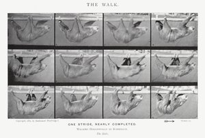 Eadweard Muybridge: The Walk (صورة b / w) بواسطة ايدويرد مويبريدج